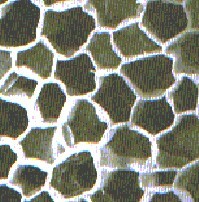 Henri Dutrochet, la base son la células.