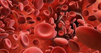 Jan Swammerdam described oval red-blood corpuscles