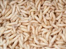 A development of living creatures found in decaying tissue