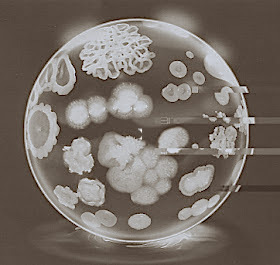 Cagniard-Latour, relación entre fermentación y seres vivos.