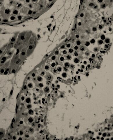 Kölliker, Espermatogénesis.