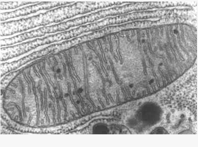 Kölliker, observó la mitocondria.