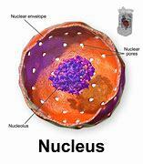 recognizing the nucleus