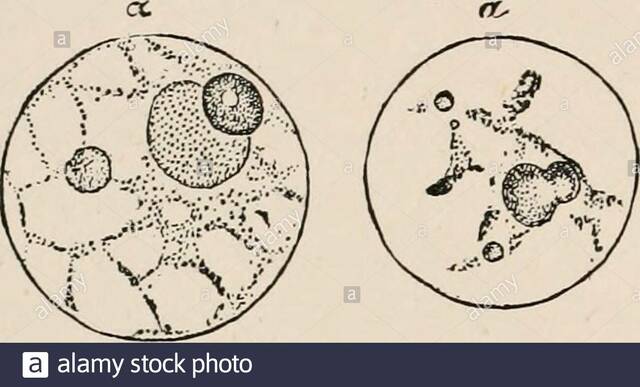 Albrecht Kossel (Médico), Química de la nucleina