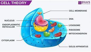 the cell theory