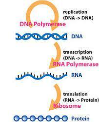 General Structural Paradigm in Biology