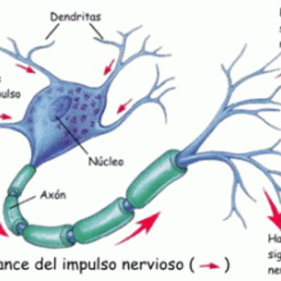 Timeline: Naturaleza del impulso nervioso