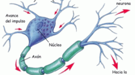 Timeline: Naturaleza del impulso nervioso