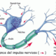 Neuronas impulso
