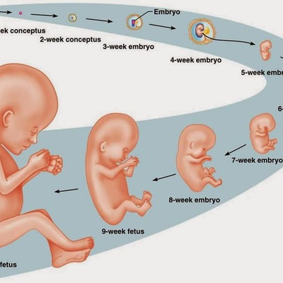 Timeline: El procés embrionari humà: des de la fecundació fins al part