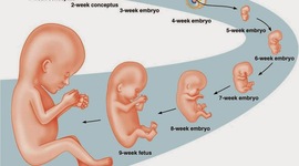 Timeline: El procés embrionari humà: des de la fecundació fins al part