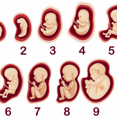Timeline: El procés embrionari