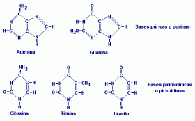 Richard Altman, Nace el término de ácido nucleico