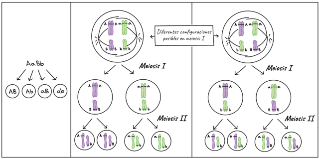 Walter S. Sutton y Theodor Boveri, descubrieron la meiosis