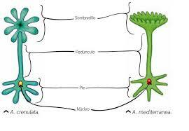 Joachim Hämmerling, El núcleo encargado de las características