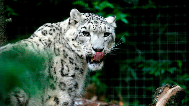 Leopardo de las nieves