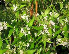 Abelia triflora
