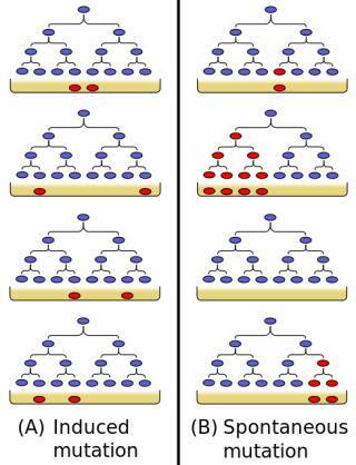 A Luria (neuropsicólogo), M. Delbrück (físico) y A. Day Hershey (químico), Las Mutaciones son las Causantes de la Resistencia de las Bacterias a Fármacos