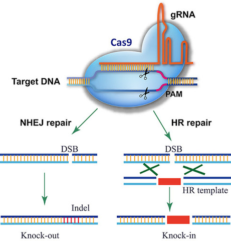 CRISPR 2.0