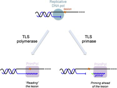 Método capaz de amplificar ADN a partir del genoma de una sola célula