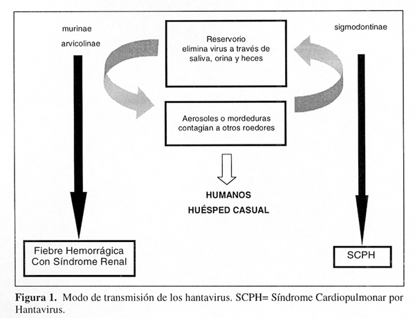M Ferrés y M López-Lastra, HANTAVIRUS (royecto NIH/NIAID ICIDR 3 U19 AI045452 UNM/Chile ICIDR).