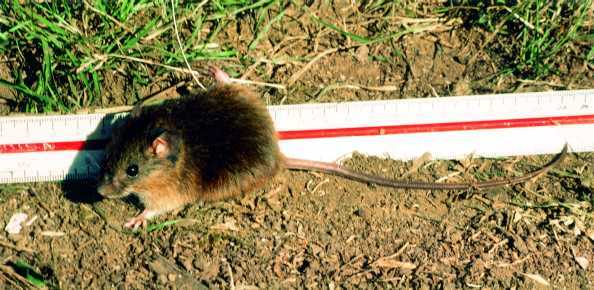 M Ferrés, HANTAVIRUS (FONDECYT N°1070331)