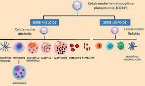 M. Rosemblatt / M. Bono Respuesta inmune