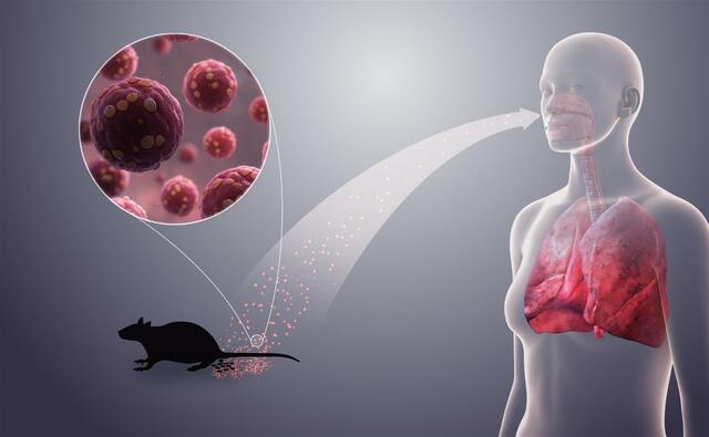 M Ferrés, HANTAVIRUS (Proyecto NIH, AI45452, ICIDR)