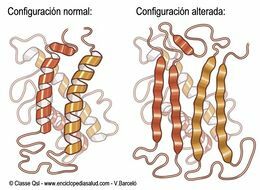 Stanley B. Prusiner, Descubrimiento de los Priones.