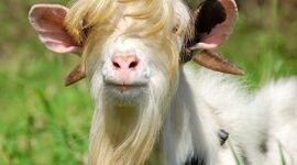 Timeline: Le régime britannique