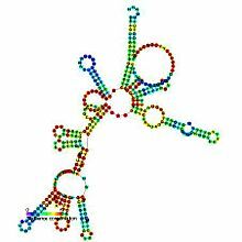 Sidney Altman, ARN con Actividad Catalítica.