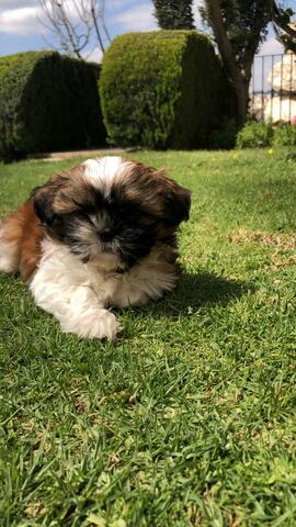 קנו לי כלב חדש