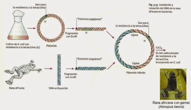 Herbert Boyer y Stanley Norman Cohen, Transferencia de RNAr.