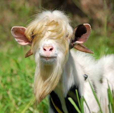 Blocus continental de Napoléon