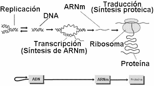 Francis Crick, Dogma Central de la Biología Molecular