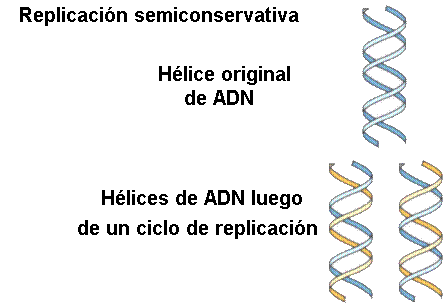 Meselson y Stahl, replicación de ADN