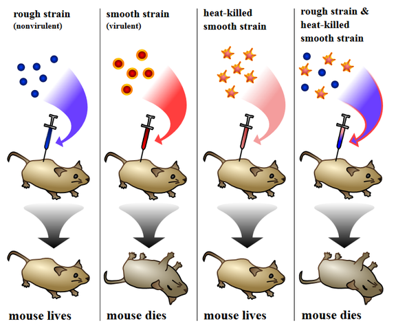Oswald Theodore Avery, Colin MacLeod y Maclyn McCarty, ADN es el Único Responsable del Principio Transformante