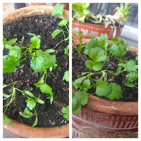 Siguen en crecimiento (5:32 PM)