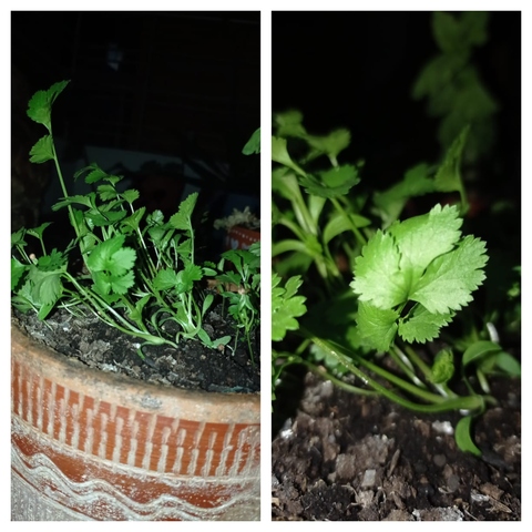 Hay ramas muy largas (6:30 PM)