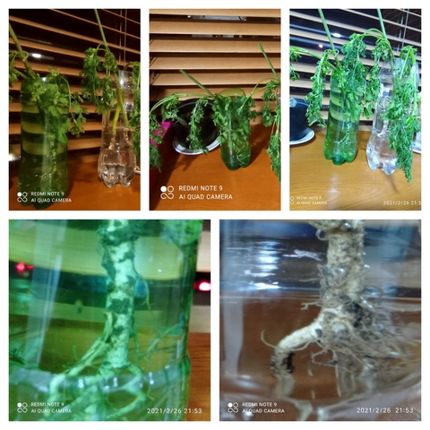 Empezamos el experimento