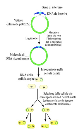 Dna ricombinante