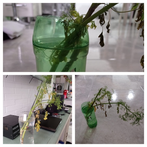 Algunos días después