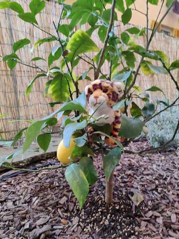 drtyujnbvcftyhbvcftgyh Charlemagne