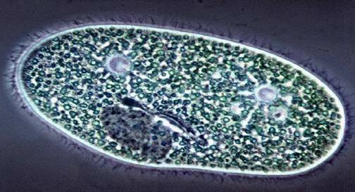 Unificación de las ramas de la biología