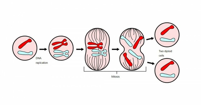 Se introduce el concepto de la Mitosis
