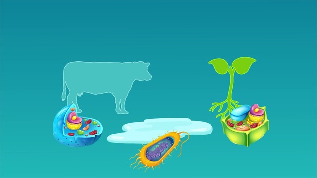 Introducción de la célula vegetal