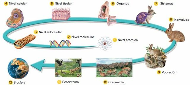 Consolidación de la teoría celular