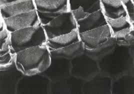 Observación del corcho.