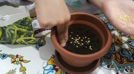 Timeline: MY SEEDS ARE GROWİNG YEEEE :)