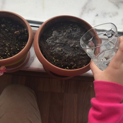 MY SEEDS ARE GROWİNG